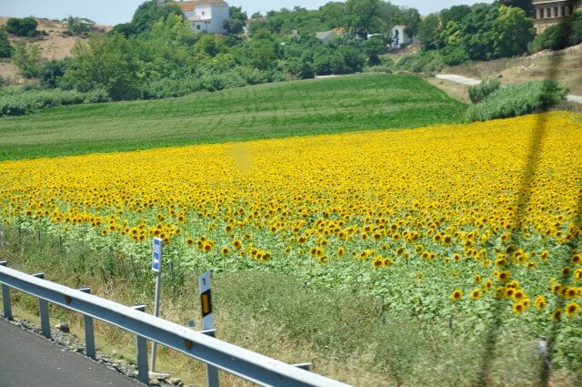 6月限定！アンダルシアのひまわり畑を車窓から。座席は「右側」が絶対おすすめ！｜スペイン・ポルトガル母息子旅 Day5 🌻🚌