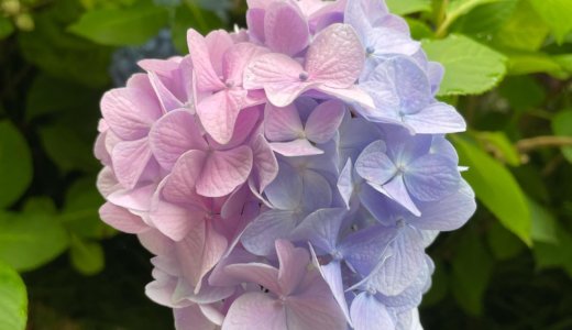 【鎌倉観光🌼】3年ぶりに紫陽花を見に北鎌倉にある明月院 へ