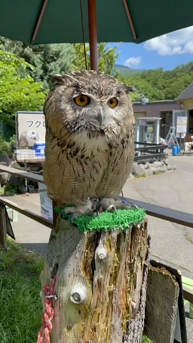 那須 那須ハイランドパークのフクロウ体験と木ノ俣川の清流散策｜🇯🇵栃木旅Day4-前編🦉🌳