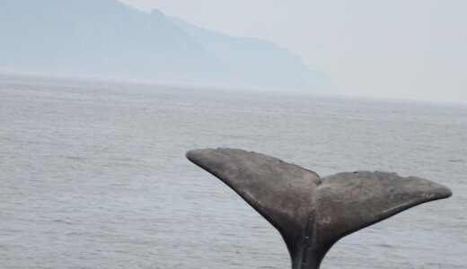 クジラ発見🐳知床ネイチャークルーズから札幌まつりへ🎊: 北海道旅行7日目🚗