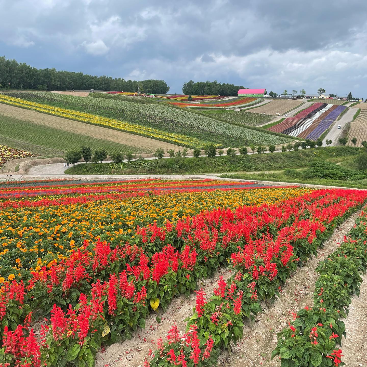 四季彩の丘🌺富良野の花々🌼稚内🌲 – 酒蔵、風力発電所💨ノシャップ岬🎉北海道旅行4日目🚗