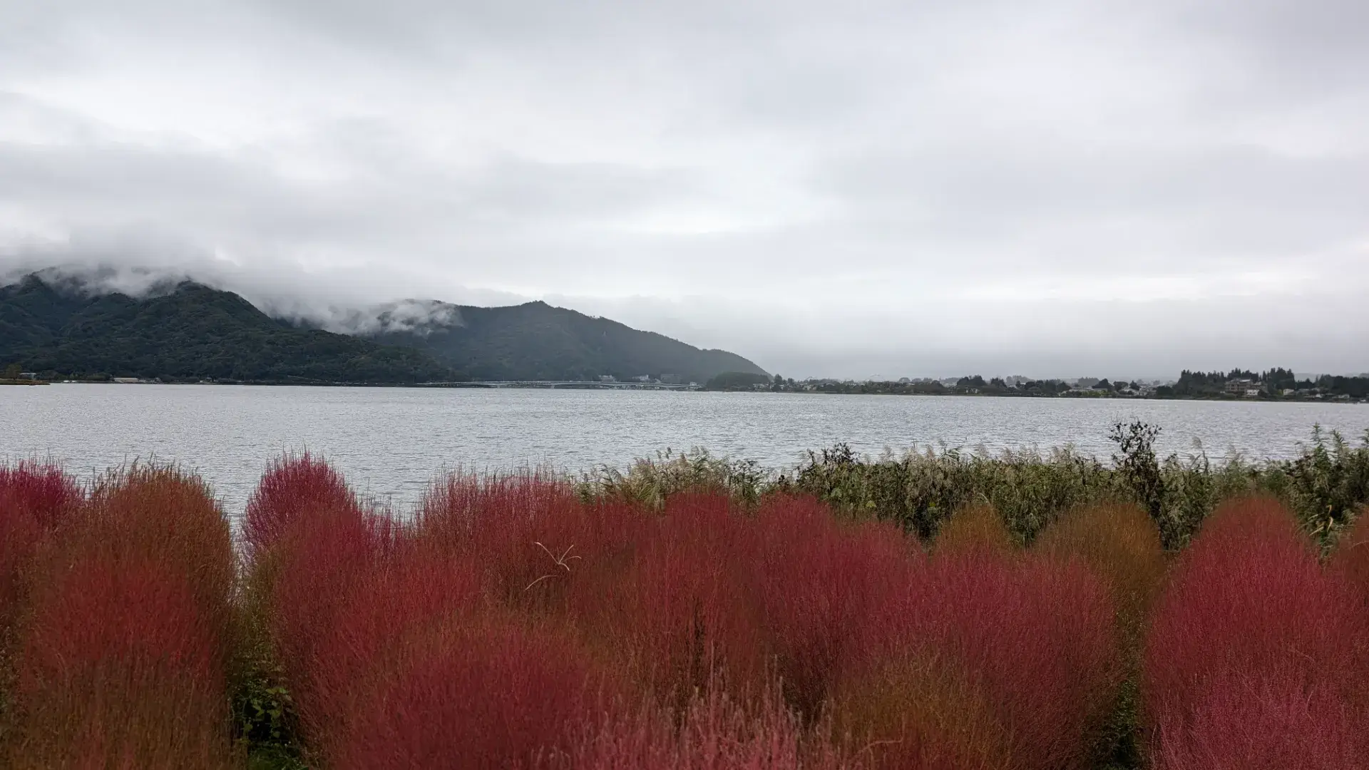 山梨県富士河口湖町の大石公園から望む秋の風景。手前には鮮やかに紅葉した赤いコキアが広がり、その向こうには穏やかな河口湖と、霧(雲)がかかった幻想的な山々が連なる、絶好のフォトスポットの様子。