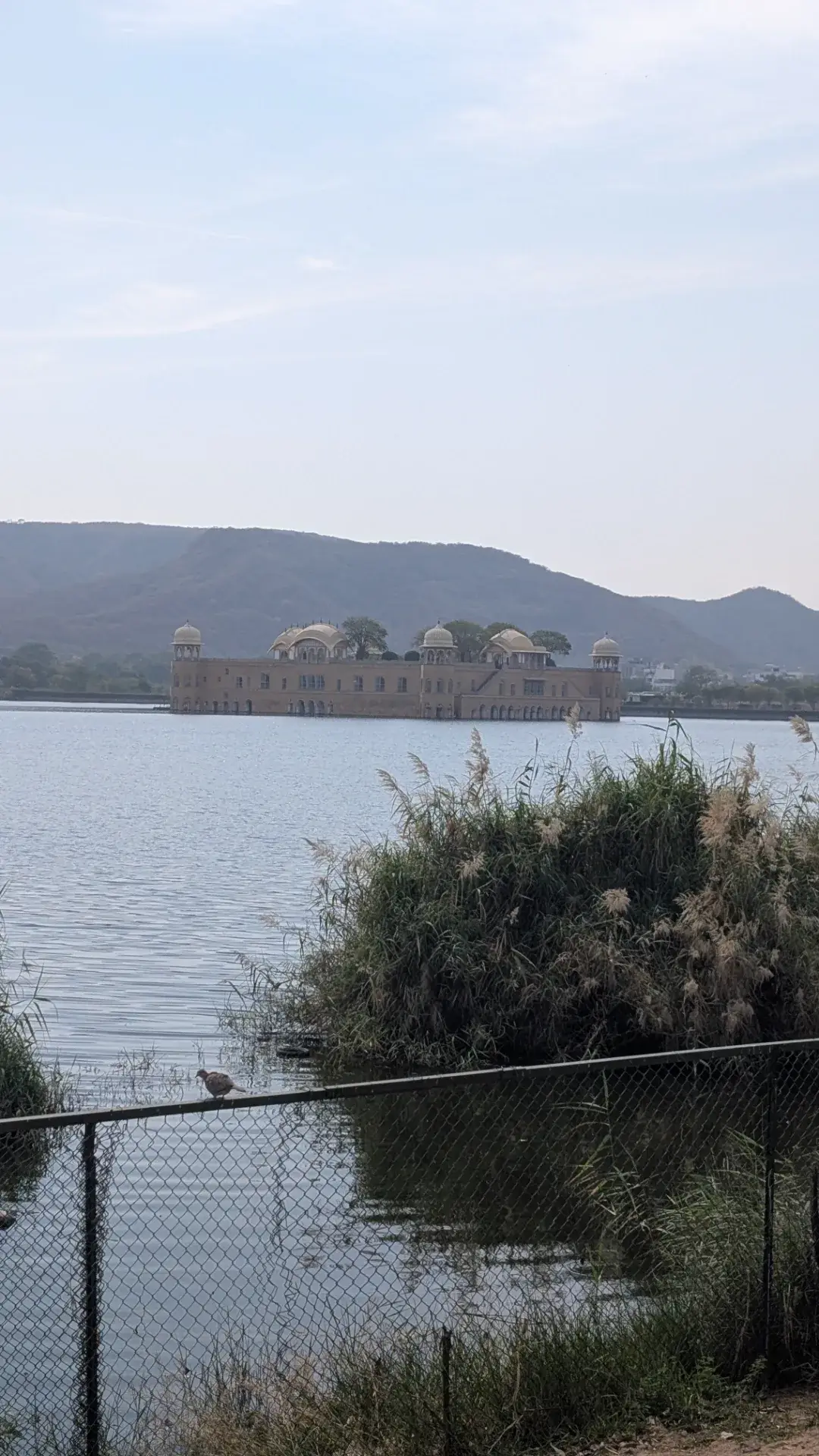 インド、ジャイプールのマン・サガール湖の中央に佇むジャル・マハル（水の宮殿）。淡い黄色の砂岩で造られた宮殿が穏やかな水面に浮かび、背後にはナハルガーの丘が広がる。手前のフェンスには小さな鳥が止まり、ススキのような植物が風に揺れる情緒ある風景。