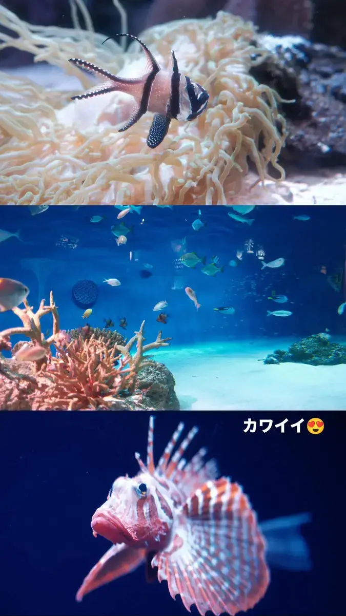 新江ノ島水族館（えのすい）で展示されている、色彩豊かな熱帯魚やカサゴ（ミノカサゴ）