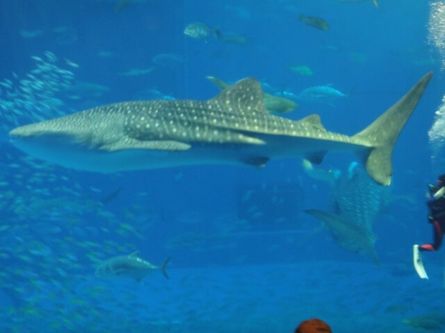 沖縄旅行完全ガイド【中編】都屋の海人丼から美ら海水族館・ジンベイザメまで🐋